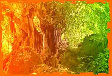 Zion